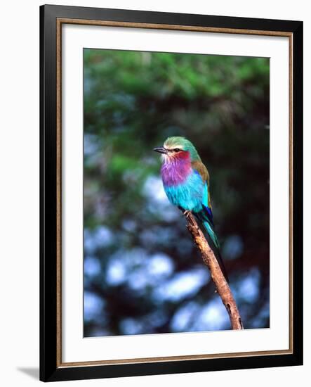 Lilac Breasted Roller, Tanzania-David Northcott-Framed Photographic Print