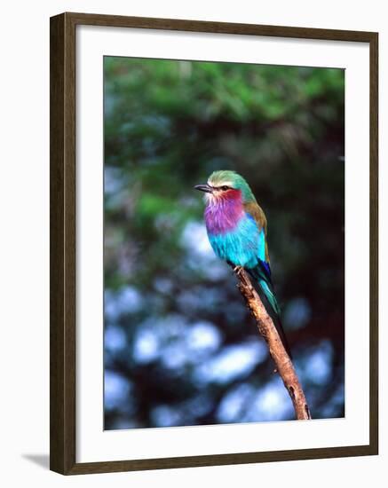 Lilac Breasted Roller, Tanzania-David Northcott-Framed Photographic Print