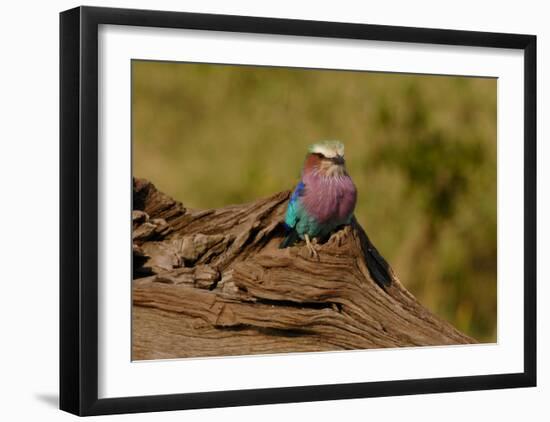 Lilac Breasted Roller-Martin Fowkes-Framed Giclee Print