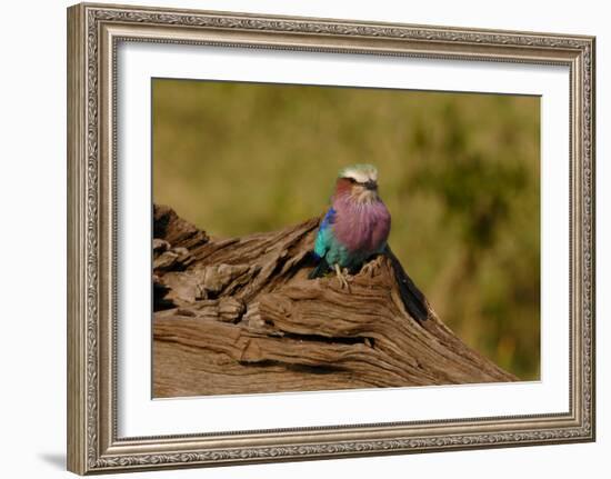 Lilac Breasted Roller-Martin Fowkes-Framed Giclee Print