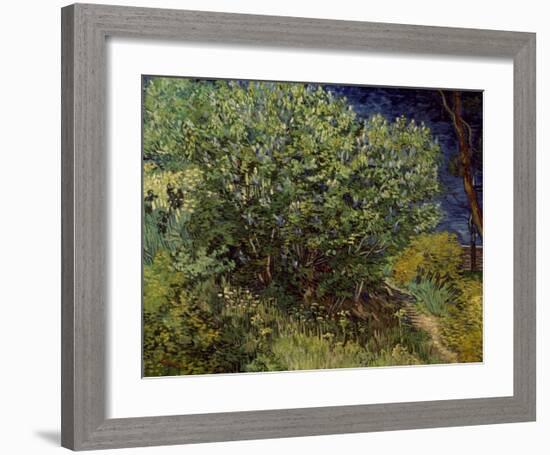 Lilac Bush, 1889-Vincent van Gogh-Framed Art Print