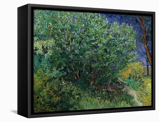 Lilac Bush, 1889-Vincent van Gogh-Framed Premier Image Canvas