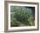 Lilac Bush-Vincent van Gogh-Framed Giclee Print