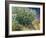 Lilac Bush-Vincent van Gogh-Framed Art Print