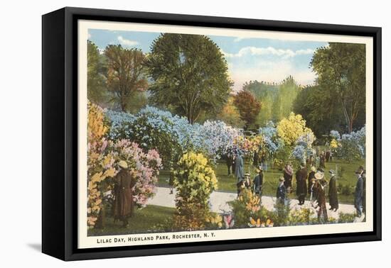 Lilac Day, Highland Park, Rochester, New York-null-Framed Stretched Canvas