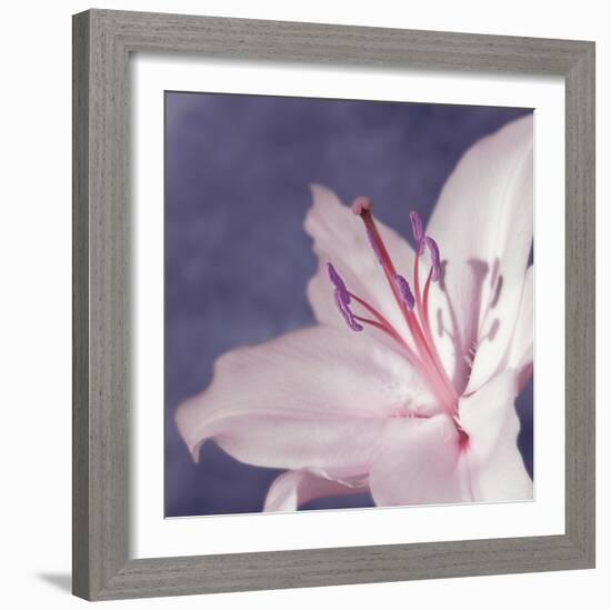 Lilac Flower I-Lucy Meadows-Framed Giclee Print