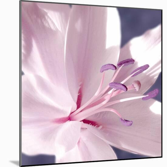 Lilac Flower II-Lucy Meadows-Mounted Giclee Print