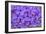 Lilac Flower-Cora Niele-Framed Giclee Print