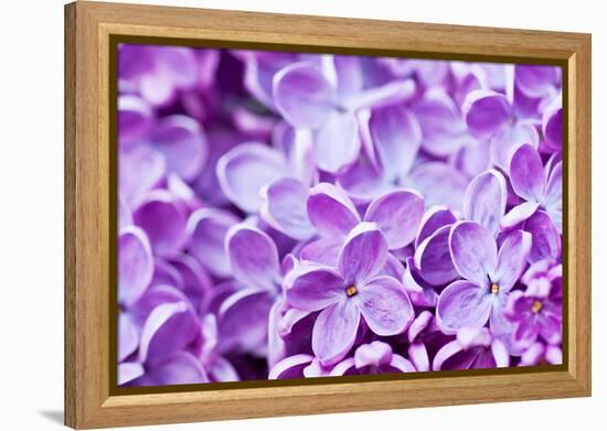 Lilac Flowers Background-Roxana_ro-Framed Premier Image Canvas