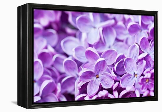 Lilac Flowers Background-Roxana_ro-Framed Premier Image Canvas