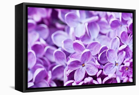 Lilac Flowers Background-Roxana_ro-Framed Premier Image Canvas