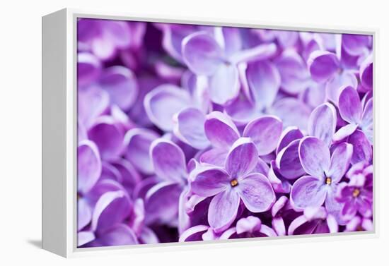 Lilac Flowers Background-Roxana_ro-Framed Premier Image Canvas