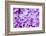 Lilac Flowers Background-Roxana_ro-Framed Photographic Print