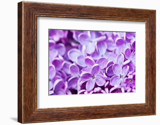 Lilac Flowers Background-Roxana_ro-Framed Photographic Print