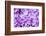 Lilac Flowers Background-Roxana_ro-Framed Photographic Print