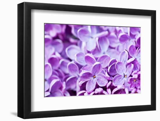 Lilac Flowers Background-Roxana_ro-Framed Photographic Print