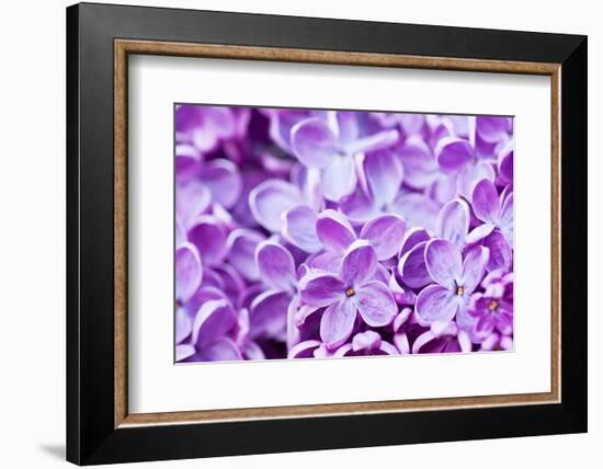 Lilac Flowers Background-Roxana_ro-Framed Photographic Print