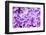 Lilac Flowers Background-Roxana_ro-Framed Photographic Print