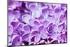 Lilac Flowers Background-Roxana_ro-Mounted Photographic Print