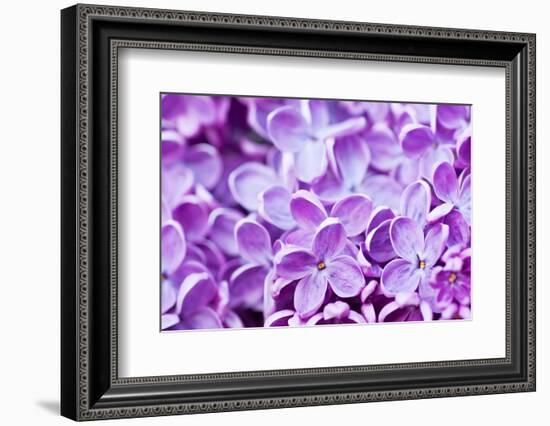 Lilac Flowers Background-Roxana_ro-Framed Photographic Print