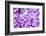 Lilac Flowers Background-Roxana_ro-Framed Photographic Print