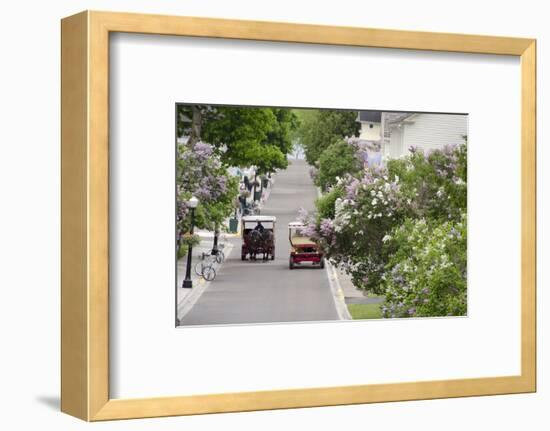 Lilac Lined Street with Horse Carriage, Mackinac Island, Michigan, USA-Cindy Miller Hopkins-Framed Photographic Print
