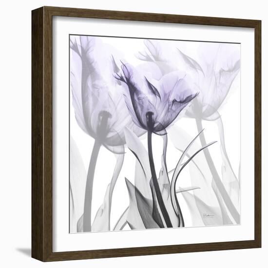 Lilac Luster Tulip 2-Albert Koetsier-Framed Photographic Print