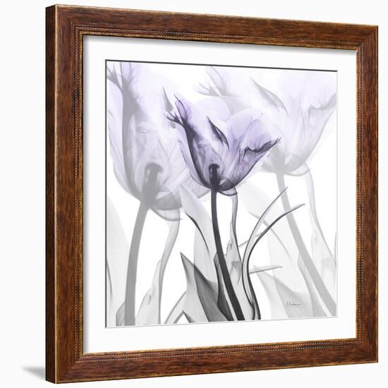 Lilac Luster Tulip 2-Albert Koetsier-Framed Photographic Print