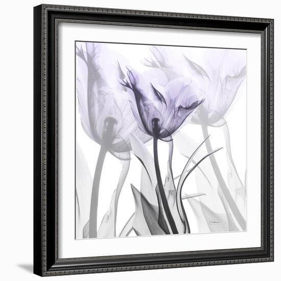 Lilac Luster Tulip 2-Albert Koetsier-Framed Photographic Print