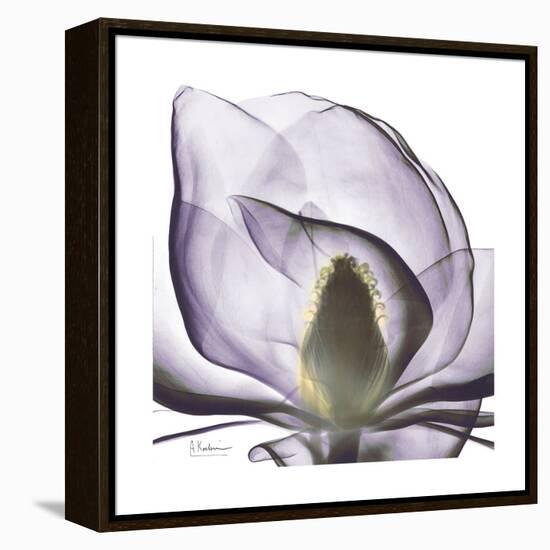 Lilac Magnolia-Albert Koetsier-Framed Stretched Canvas