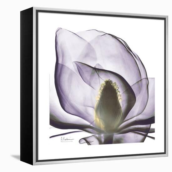 Lilac Magnolia-Albert Koetsier-Framed Stretched Canvas