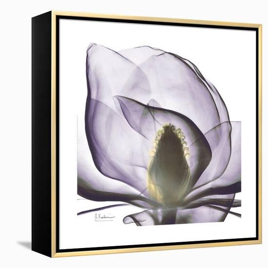 Lilac Magnolia-Albert Koetsier-Framed Stretched Canvas