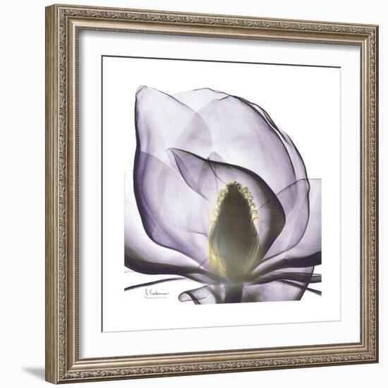 Lilac Magnolia-Albert Koetsier-Framed Premium Giclee Print