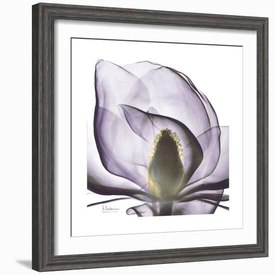 Lilac Magnolia-Albert Koetsier-Framed Premium Giclee Print