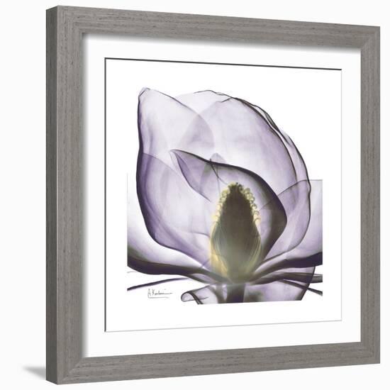 Lilac Magnolia-Albert Koetsier-Framed Premium Giclee Print