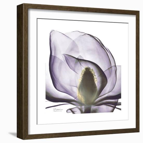 Lilac Magnolia-Albert Koetsier-Framed Premium Giclee Print