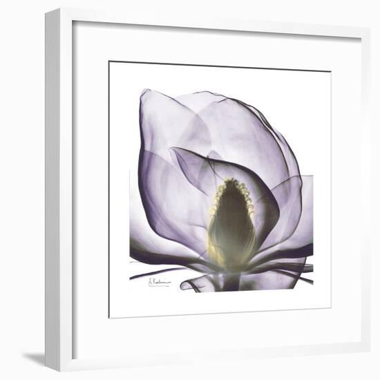 Lilac Magnolia-Albert Koetsier-Framed Premium Giclee Print