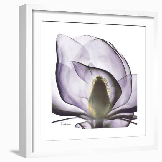 Lilac Magnolia-Albert Koetsier-Framed Premium Giclee Print