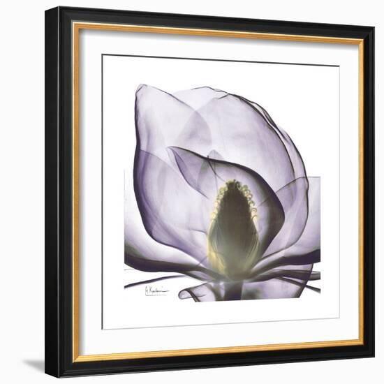 Lilac Magnolia-Albert Koetsier-Framed Premium Giclee Print