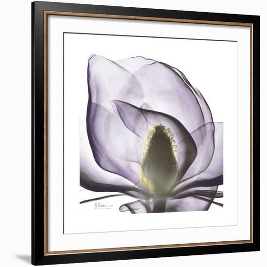 Lilac Magnolia-Albert Koetsier-Framed Giclee Print