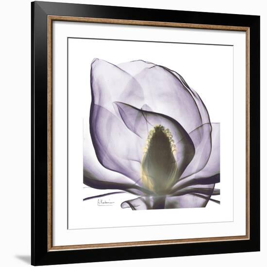 Lilac Magnolia-Albert Koetsier-Framed Giclee Print