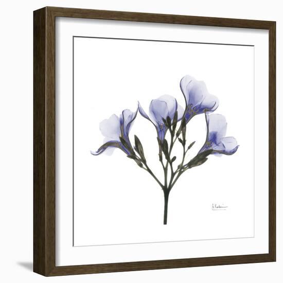 Lilac Oleander-Albert Koetsier-Framed Premium Giclee Print