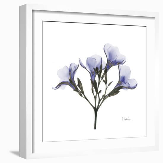 Lilac Oleander-Albert Koetsier-Framed Premium Giclee Print