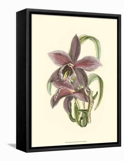 Lilac Orchid I-null-Framed Stretched Canvas