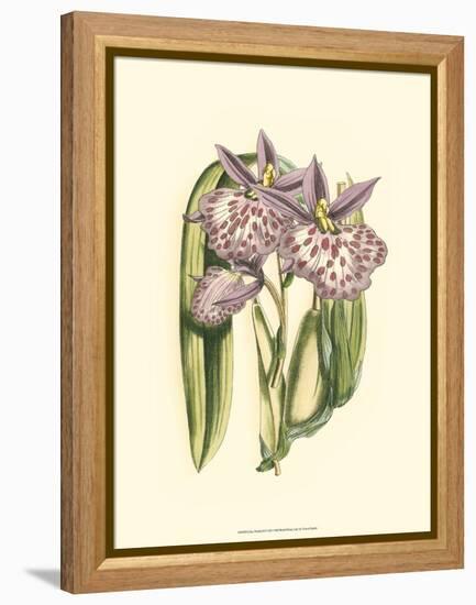 Lilac Orchid II-null-Framed Stretched Canvas