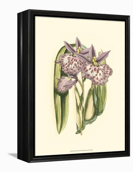 Lilac Orchid II-null-Framed Stretched Canvas