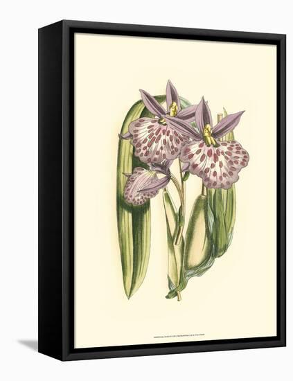 Lilac Orchid II-null-Framed Stretched Canvas