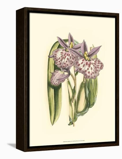 Lilac Orchid II-null-Framed Stretched Canvas