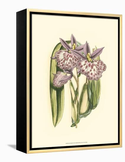 Lilac Orchid II-null-Framed Stretched Canvas