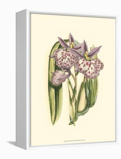 Lilac Orchid II-null-Framed Stretched Canvas